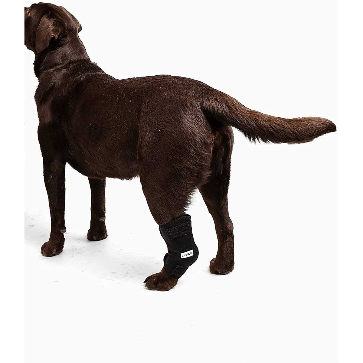Canine Heat Cold Therapy Dog Leg Wrap F19473