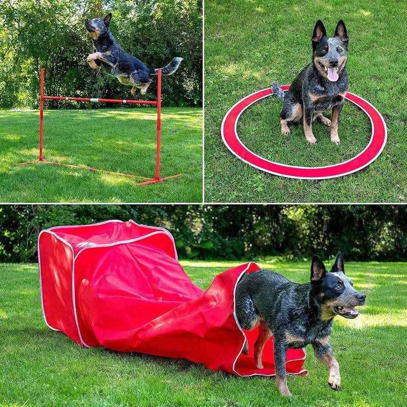 Dog 6 Piece Agility Kit L565460
