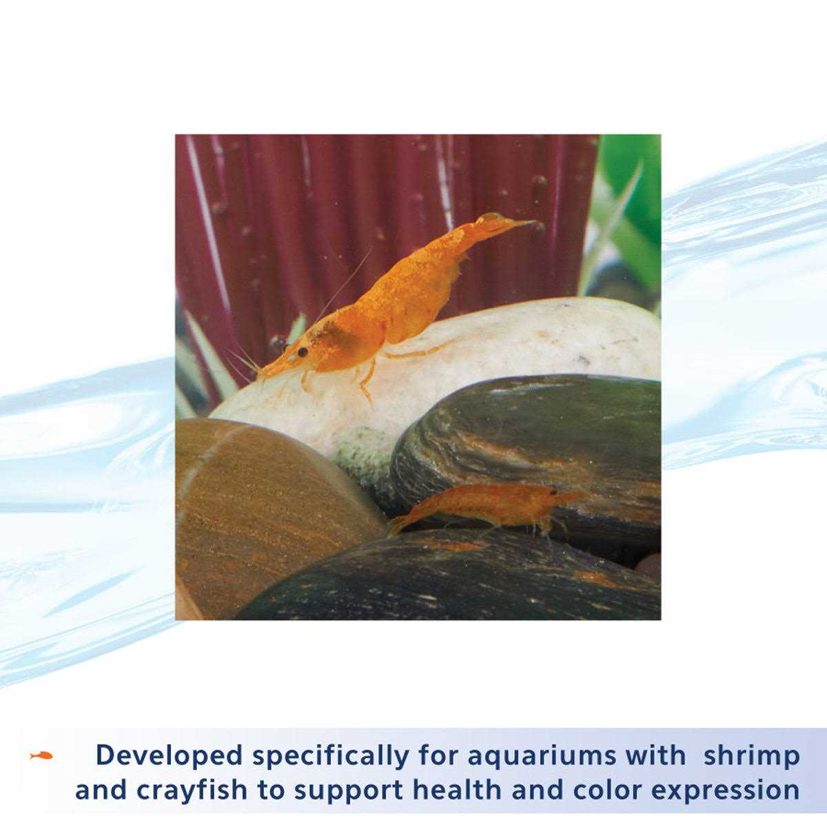 Shrimp Tank Plus E66581