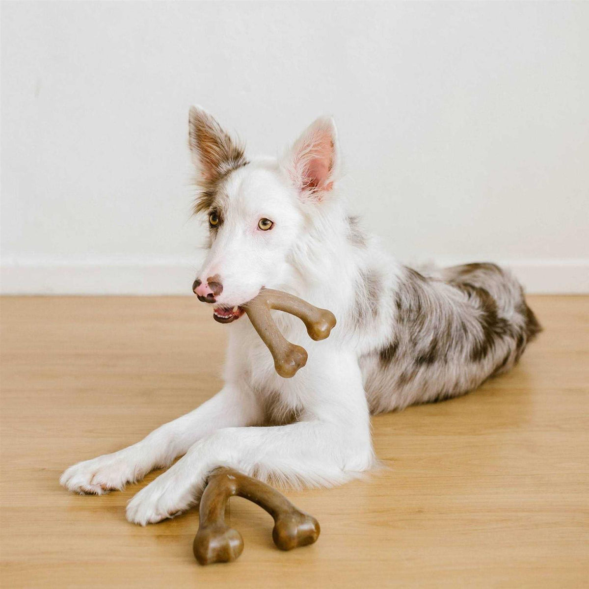 Bacon Dog Chew Toy Z744