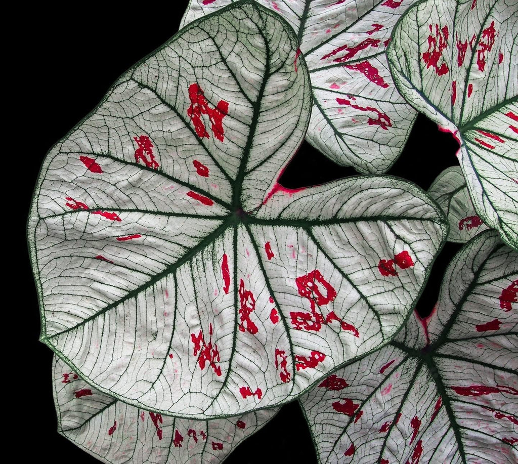 3 Cranberry Star Caladium Bulbs K4255