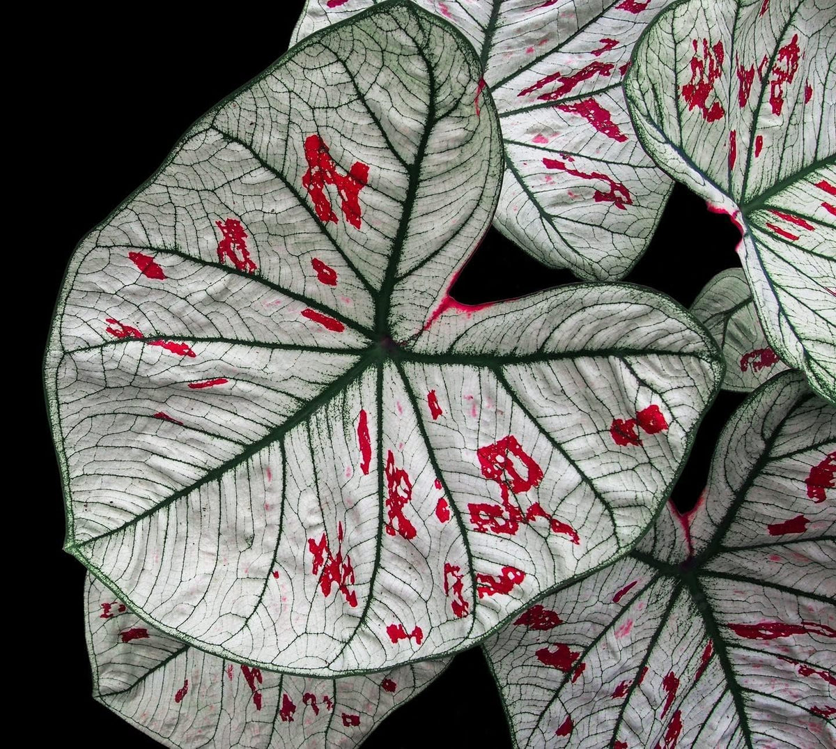 3 Cranberry Star Caladium Bulbs K4255
