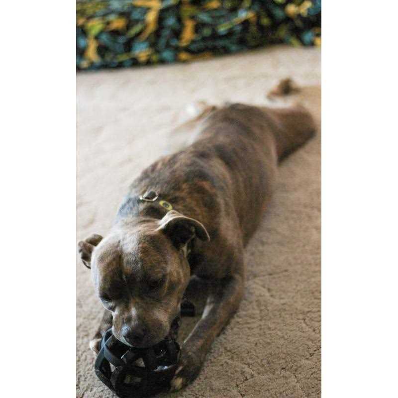 Dog Toy G450