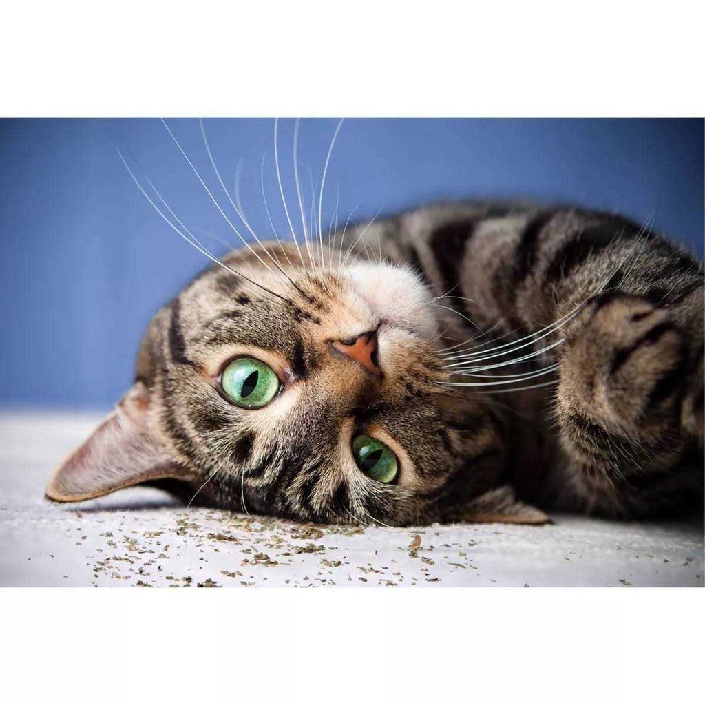 Catnip with Silvervine U74851