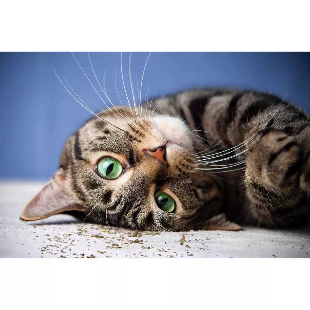 Catnip with Silvervine U74851
