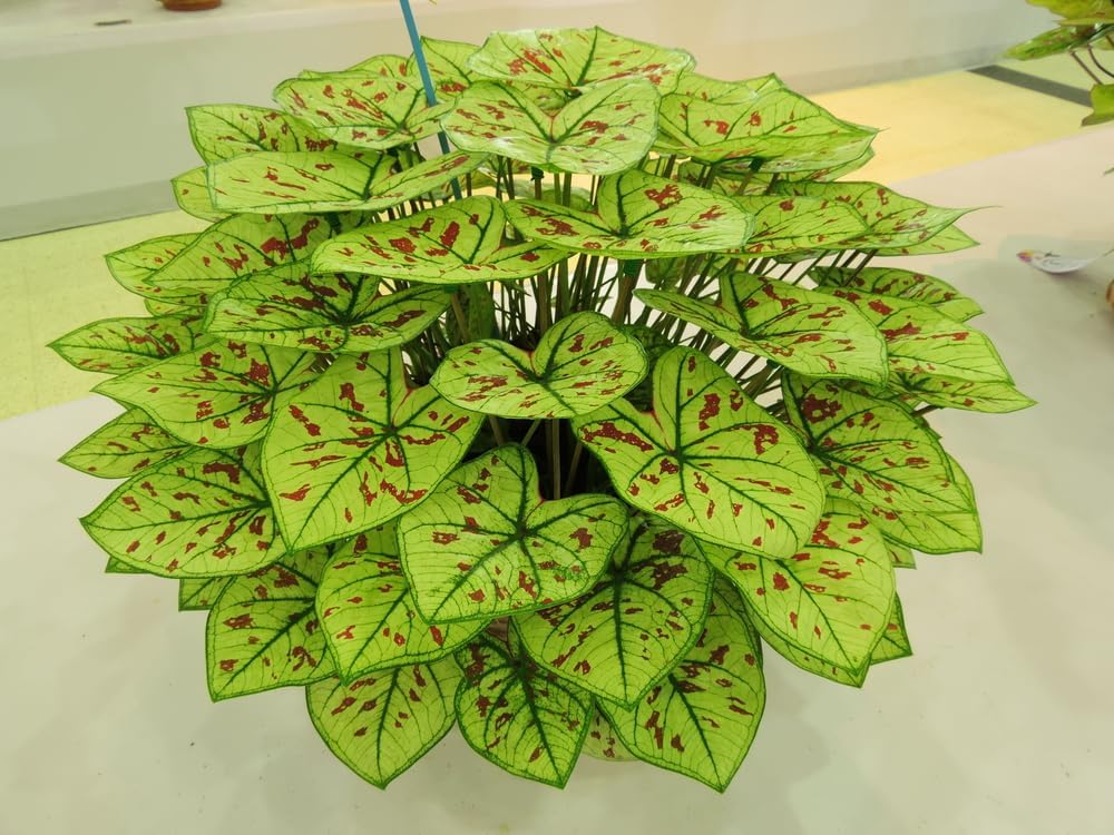 3 Cranberry Star Caladium Bulbs K4255