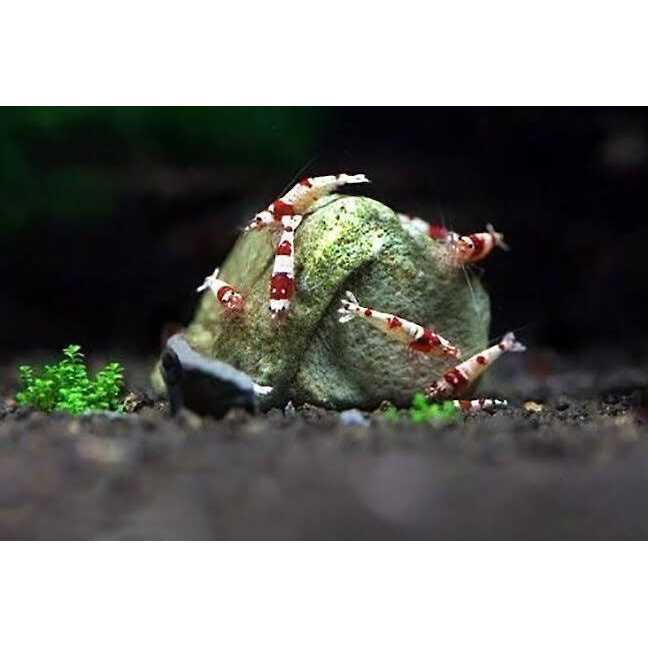 Shrimp Mineral Rocks for Molting L5472