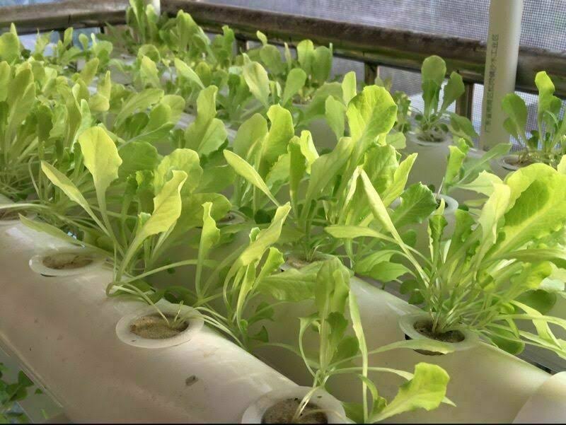 54 Plant Sites Hydroponic Grow Kit with 110V Pump R886