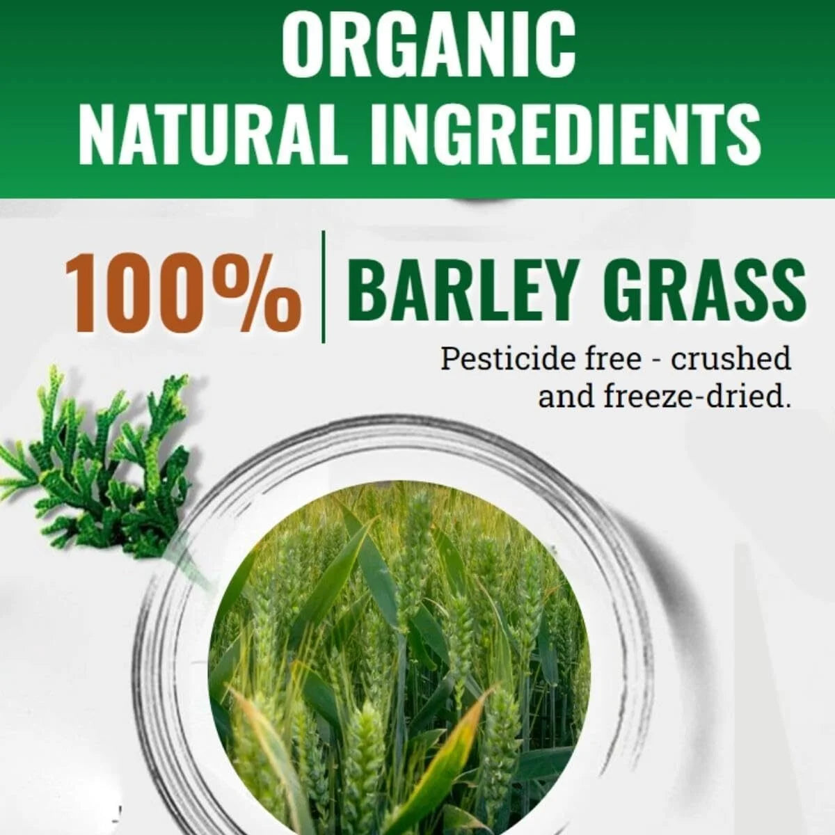 Organic Barley Grass Powder 4 Boxes P5780