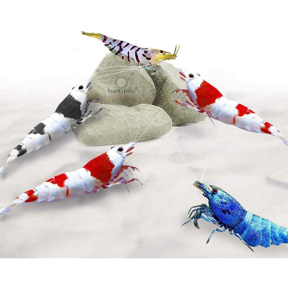 Shrimp Mineral Rocks for Molting L5472