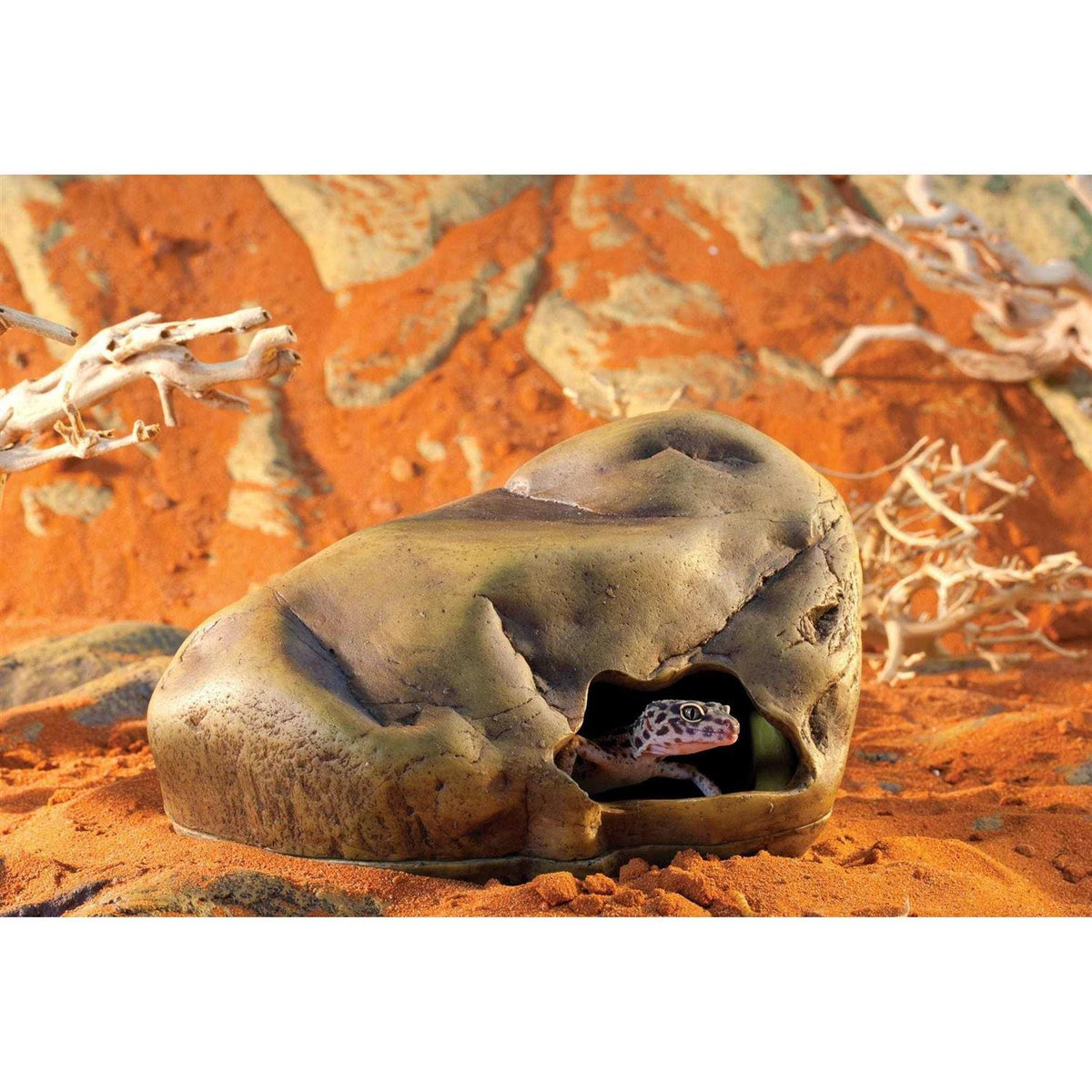 Gecko Cave J142995