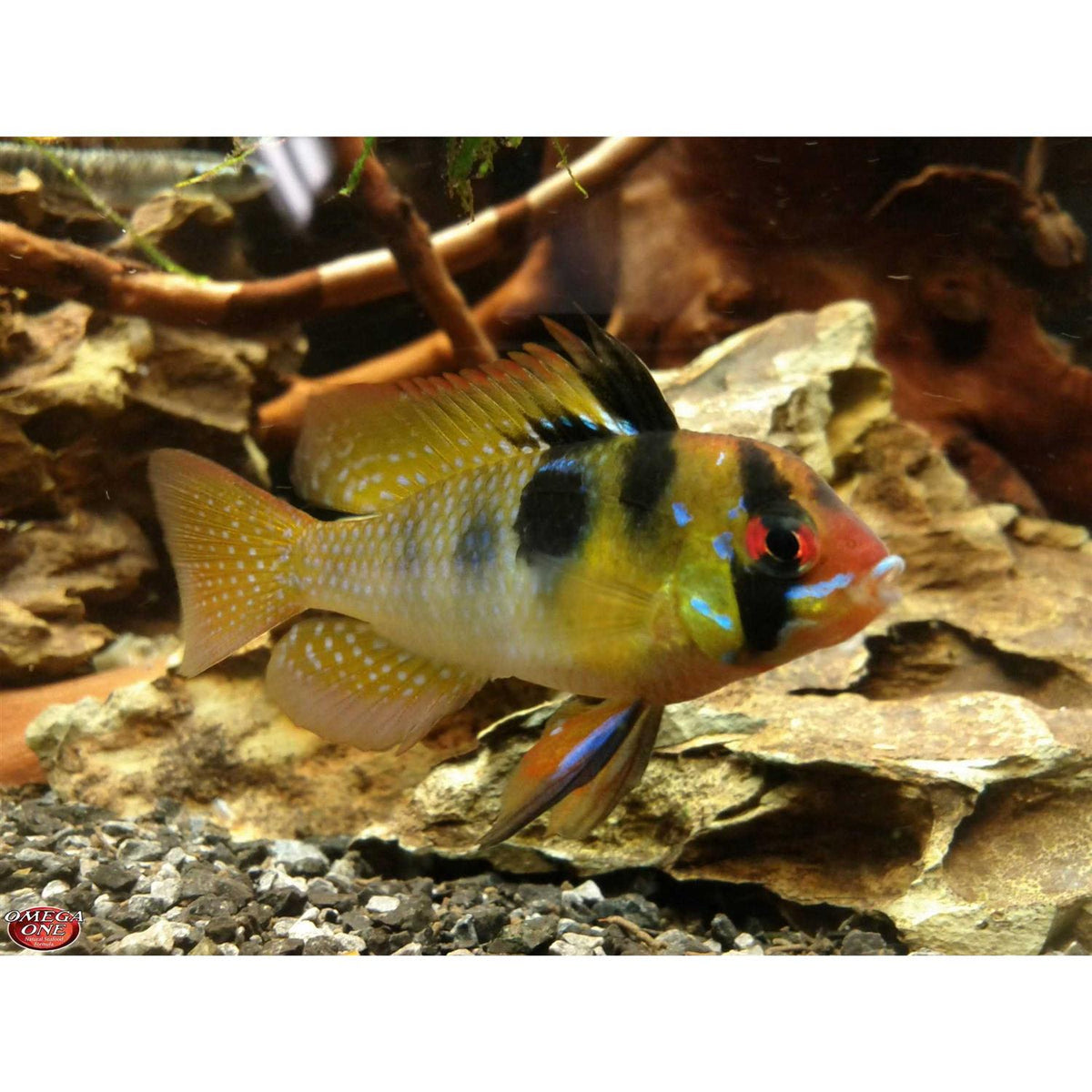 Freshwater Flakes V355