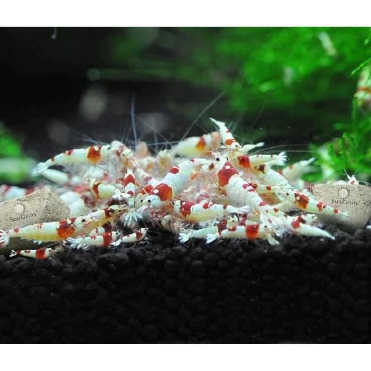 Shrimp Mineral Rocks for Molting L5472